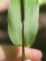 Dichanthelium commutatum commutatum