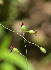 Dichanthelium commutatum commutatum