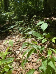 Dichanthelium commutatum commutatum