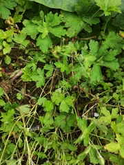 Geranium wilfordii