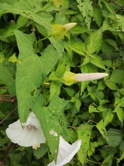 Calystegia hederacea