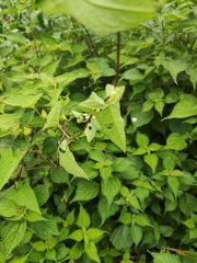 Calystegia hederacea