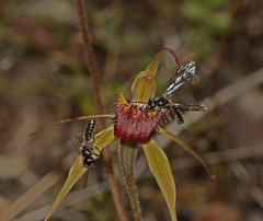 Caladenia peisleyi