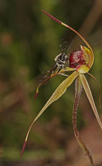 Caladenia peisleyi