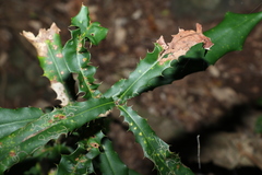 Macadamia tetraphylla