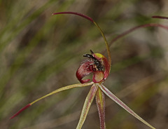 Caladenia peisleyi
