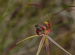 Caladenia peisleyi