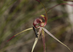 Caladenia peisleyi