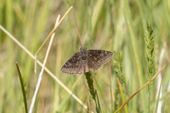 Erynnis afranius