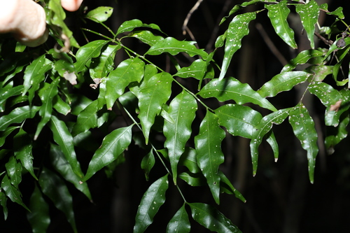 Image of Lepiderema pulchella by (c) Greg Tasney, some rights reserved (CC BY-SA)