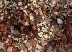 Chorizanthe spinosa