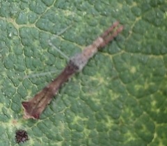 Bactrodes spinulosus