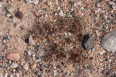 Chorizanthe spinosa