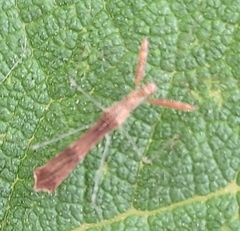 Bactrodes spinulosus