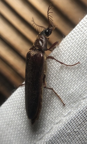 iNaturalist observation photo of Cebrioninae