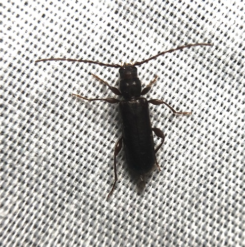iNaturalist observation photo of Phymatodes