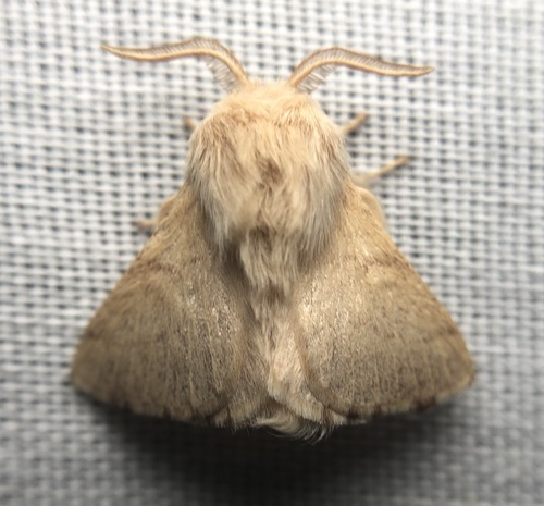 iNaturalist observation photo of Tent Caterpillar Moths