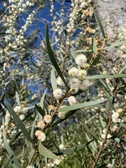 Acacia baeuerlenii