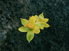 Zephyranthes longifolia