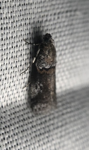 iNaturalist observation photo of Acrobasis