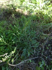Lepidium pseudotasmanicum