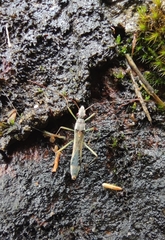 Paramarcius puncticeps