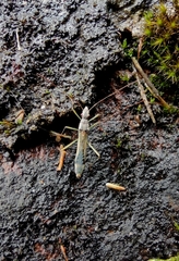 Paramarcius puncticeps