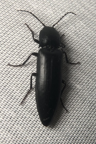 iNaturalist observation photo of Click Beetles