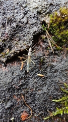 Paramarcius puncticeps
