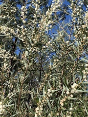 Acacia baeuerlenii