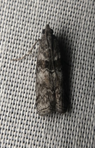 iNaturalist observation photo of Tricolored Acrobasis Moth