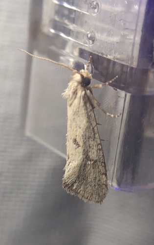 iNaturalist observation photo of Grass Tubeworm Moths