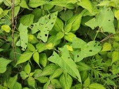 Calystegia hederacea