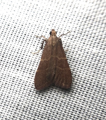 iNaturalist observation photo of Arta epicoenalis