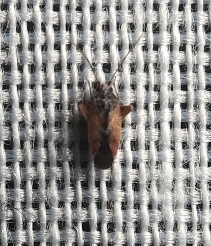 iNaturalist observation photo of Parthenicus