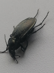Carabus henningi