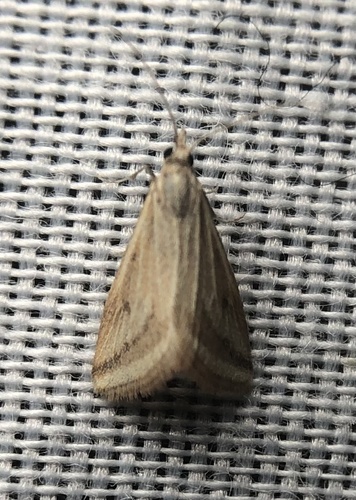 iNaturalist observation photo of Yellow-veined Moth