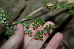 Mezoneuron brachycarpum