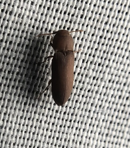 iNaturalist observation photo of False Click Beetles