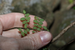 Mezoneuron brachycarpum