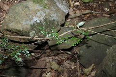 Mezoneuron brachycarpum