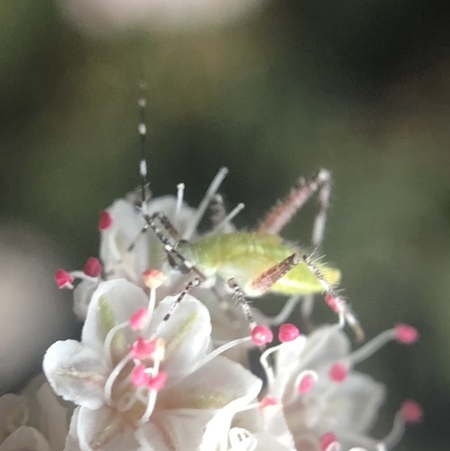 iNaturalist observation photo of True Bugs