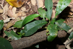 Quintinia verdonii