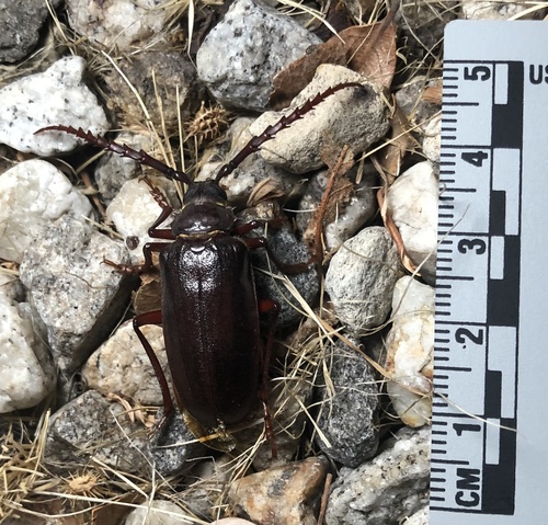 iNaturalist observation photo of California Root Borer