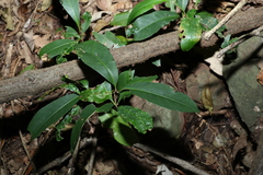 Quintinia verdonii