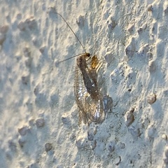 Eremochrysa tibialis