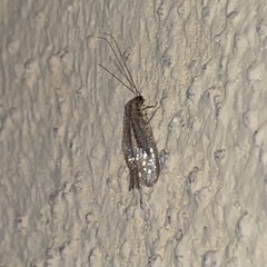 Eremochrysa tibialis