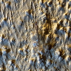 Eremochrysa tibialis