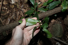 Quintinia verdonii