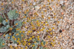 Eriogonum reniforme